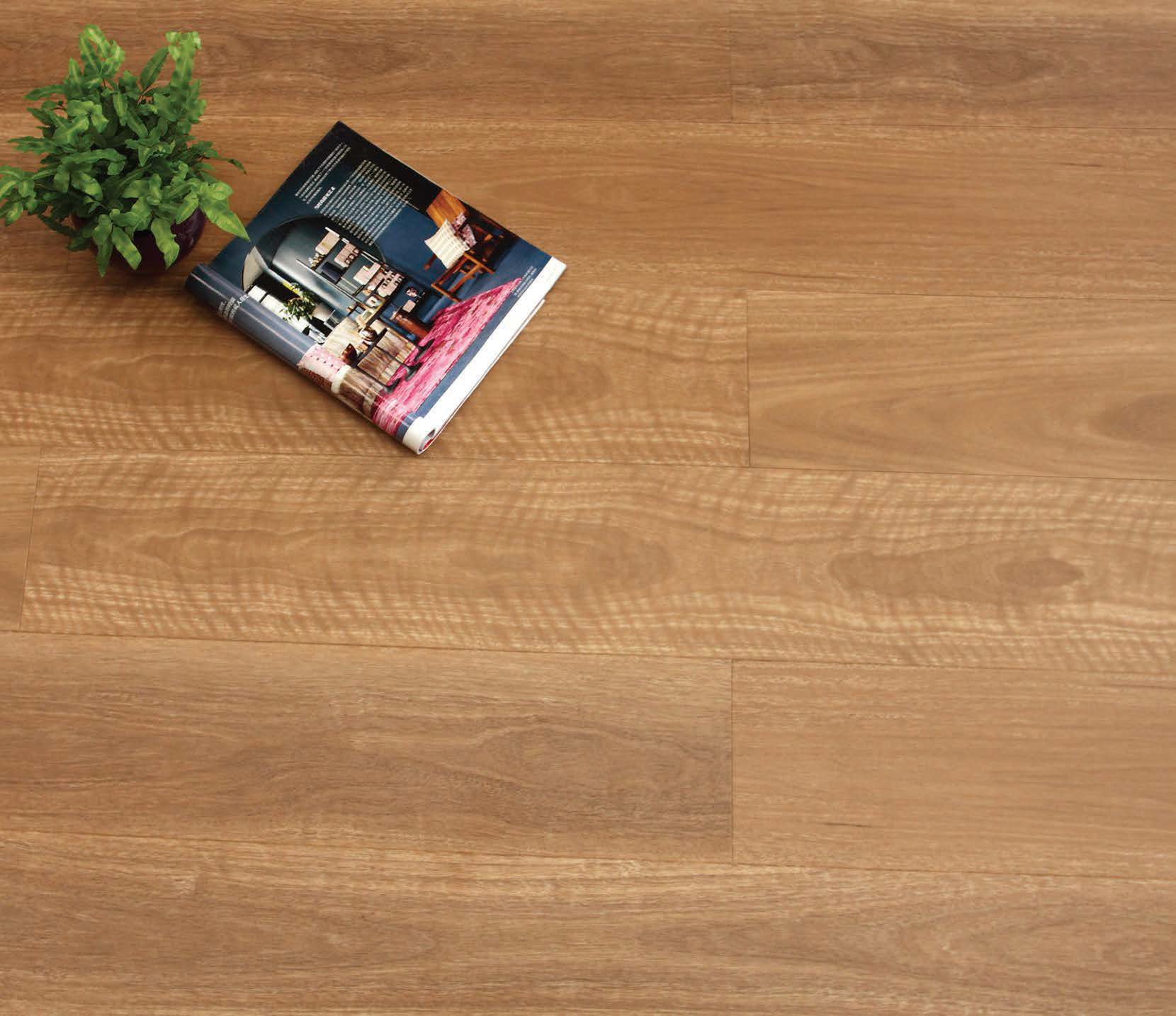 QLD Spotted Gum